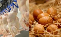 TÜİK: Tavuk eti üretimi 228 bin 846 ton, tavuk yumurtası üretimi 1,73 milyar adet olarak gerçekleşti