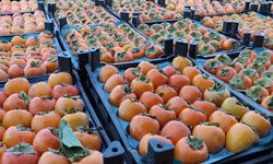 Cennet hurması faydaları nelerdir?