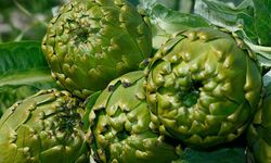 Kalp sağlığından, karaciğer temizliğine: Enginarın 7 faydası