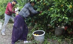 7 liraya üretiliyor, 3 liraya satılıyor: Çiftçi bu yılki hasada isyan etti