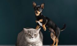 Proplan ile Evcil Dostlar İçin Dengeli Beslenme Deneyimi