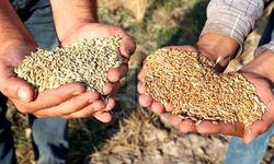 Sıfır gümrükle 1 milyon ton mısır ve 1 milyon ton arpa ithal edilecek