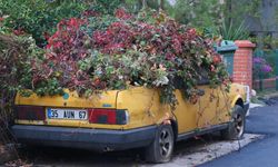 Sahibi vefat edince park edildi, 8 yılda adeta 'kök saldı'