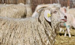 Tiftik, sözleşmeli üretim kapsamına alındı