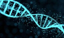 Araştırma: Erkek cinsiyetini belirleyen Y kromozomu yok oluyor