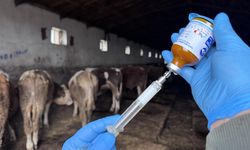 Muğla'da "şap hastalığı" nedeniyle 11 mahalle karantinaya alındı