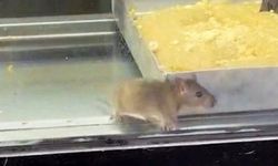 O görüntüler mide bulandırdı! İzmir'de börek tezgahlarında fareler dolaştı