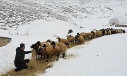 Bitlis'te kar ve soğuk havada besicilerin zorlu mesaisi sürüyor