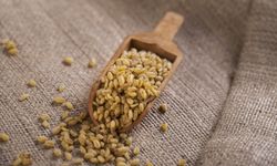 Duru Bulgur’dan 2 Bin Yıllık Genetik Mirasa Bilimsel Vefa: Ata Tohumu Ahmet Buğdayı Projesi Tamamlandı