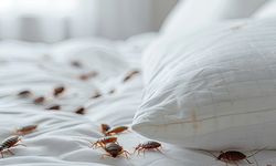 Evde Tahta Kurusu Neden Olur?