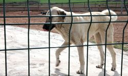 İstanbul Valiliği: 'Kuduz vakalarında patlama' haberleri gerçeği yansıtmıyor