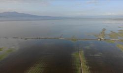 Kahramanmaraş'ta etkili olan yağışların ardından binlerce dönüm tarım arazisi su altında kaldı