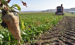 Kayseri Şeker 2025-2026 pancar bedeli ödeme takvimini açıkladı