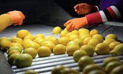 Limon ithalatında gümrük vergisi yüzde 10’a düşürüldü