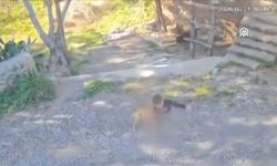 Antalya'da sahipsiz köpeklerin saldırdığı çocuk yaralandı