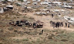 Filistin topraklarını gasbeden İsrailliler, bir Filistinlinin 150 büyükbaş hayvanını çaldı