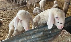 Kurbanlık pazarlıkları başladı, fiyatlardaki yükseliş dikkat çekti