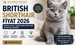 British Shorthair Fiyat 2026: Güncel Liste