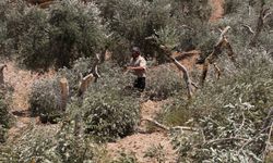 Filistin topraklarını gasbeden İsra*lliler, Ramallah'ta 200 zeytin ağacını söktü