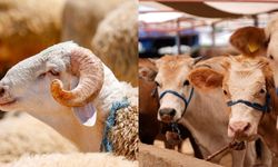 Türk Kızılay, bu yılki vekaletle kurban kesim bedellerini açıkladı