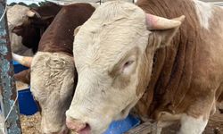 Kurban pazarları için takvim belli oldu: Kurban satışları ne zaman başlayacak?