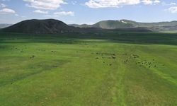 Bakanlıktan Kars'taki "mera yasağı" iddialarına yalanlama