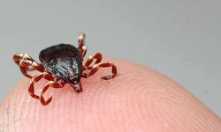 Sivas’ta kene can aldı: 21 yaşındaki Süleyman Gülsün vefat etti