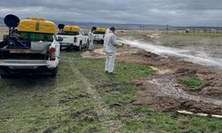 İstanbul Valiliği'nden karasinek, sivrisinek ve kene genelgesi