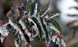 Meteoroloji'den "zirai don" uyarısı: Birçok bölgeyi etkileyecek