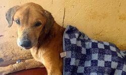 Yaralı köpeklerle bağış toplama dolandırıcılığı ifşa oldu