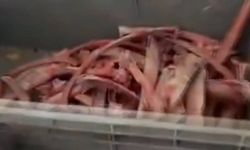 Ankara'da sağlığı tehdit eden 40 ton et ele geçirildi