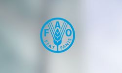 FAO: Küresel gıda fiyatları enerji ve jeopolitik baskıyla son 3 yılın zirvesinde