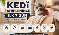 Kedi Sahiplenince İlk 7 Gün: Yeni Sahipler İçin Rehber