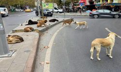 İçişleri Bakanlığı, sahipsiz köpeklere ilişkin üç belediye başkanı hakkında işlem başlattı