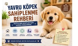 Yavru Köpek Sahiplenme ve Köpek Sahiplenme Rehberi