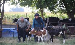 40 yıllık besici çiftin, 'yüz binde bir görülen' üçüz buzağı sevinci