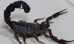 Akrep zehri laboratuvarda hayat kurtaran seruma dönüşüyor