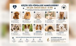 Küçük Süs Köpekleri Hangileridir? En Çok Tercih Edilen 10 Irk
