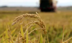 TMO, çeltik alım fiyatlarını açıkladı
