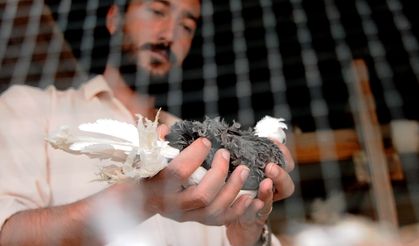 Güvercin tutkusu Bursalı gence çiftlik kurdurdu