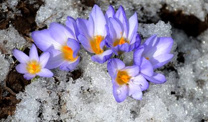 Kars'ta "baharın müjdecisi" çiçekler açmaya başladı
