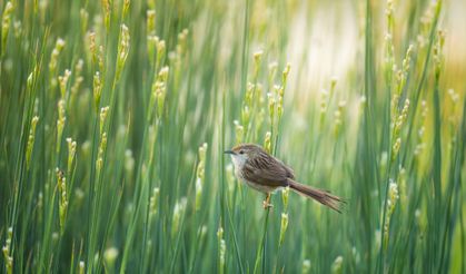 Göksu Deltası'nın renkli günleri