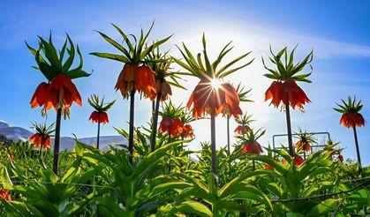 Van'da açan ters laleler doğayı süsledi