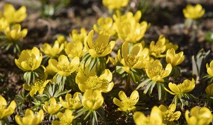 Tunceli'de karın eridiği dağ eteklerinde bahar çiçekleri açtı