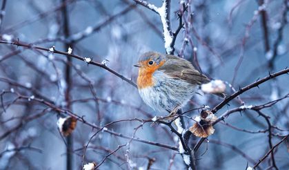 Manyas Kuşcenneti Milli Parkı'nda bahar hareketliliği