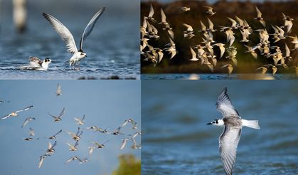 Deniz kırlangıçları göç yolculuğunda