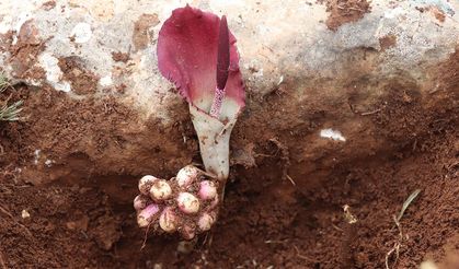 Mantar ararken literatüre yeni bir bitki kazandırdı: Karaman yılan pancarı