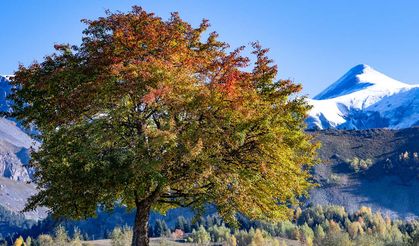 "Sakin şehir" Şavşat, sonbahar renkleriyle örtüldü