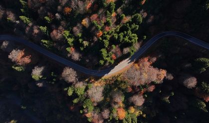Dağların eteğindeki Hamsiköy oyuk ağaçlarıyla fotoğraf tutkunlarına alternatif sunuyor