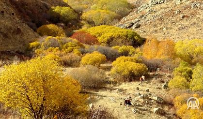 Kars'ta sonbaharın son güzellikleri yaşanıyor